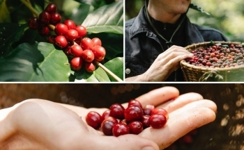 Giá cà phê hôm nay 17/10/2024: Thị trường bất ngờ giảm sâu