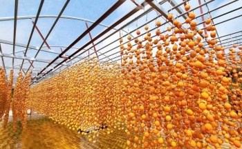 Thúc đẩy phát triển thương hiệu hồng treo gió Đà Lạt: Từ cây trồng phụ đến đặc sản nổi tiếng