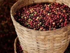 Dự báo giá cà phê ngày 18/10/2024: Sản lượng giảm mạnh, giá có thể tăng cao?