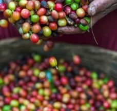 Dự báo giá cà phê ngày 19/10/2024: Thị trường cà phê sẽ lao dốc trong thời gian tới?