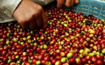 Giá cà phê hôm nay 19/10/2024: Vì sao thị trường lao dốc giảm mạnh?