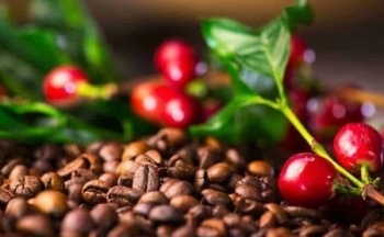Dự báo giá cà phê 20/10/2024: Áp lực tăng từ thị trường quốc tế và lo ngại về thời tiết trong nước
