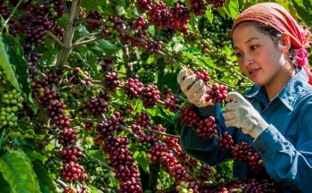 Giá cà phê hôm nay 20/10/2024: Tăng cao trong phiên cuối tuần