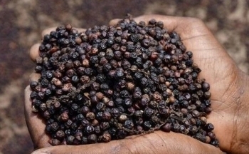 Hồ tiêu Việt: 'Vua gia vị' trở lại ngôi vương xuất khẩu