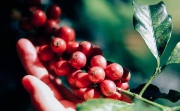Dự báo giá cà phê ngày 21/10/2024: Thị trường dao động, dấu hiệu tích cực cho người trồng cà phê
