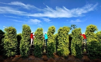 Hồ tiêu Việt ‘hồi sinh’: Nông dân mạnh dạn đầu tư trồng mới