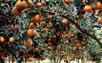 Tuyên Quang: Cam sành Hàm Yên - Phát triển thương hiệu bền vững