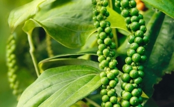 Yếu tố nào tác động đến hồ tiêu Việt trước thềm vụ thu hoạch mới?