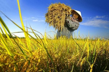 Giá lúa gạo hôm nay 26/10/2024: Giá lúa tăng, giảm trái chiều từ 100 - 200 đồng/kg