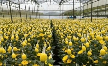 Lâm Đồng: Chú trọng hội nhập và hợp tác quốc tế để mở rộng thị trường xuất khẩu