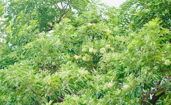 Hương thu Hà Nội nồng nàn hoa sữa