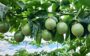Gia Lai: 'mở cửa' chào đón các nhà đầu tư vào lĩnh vực nông nghiệp