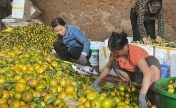 Xây dựng thương hiệu nông sản Bắc Kạn