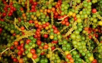 Giá hồ tiêu Việt hưởng lợi do nguồn cung hạn hẹp