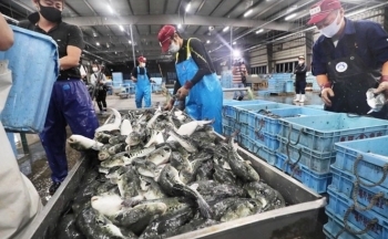 Doanh nghiệp Việt có nhiều cơ hội khi xuất khẩu khẩu thủy sản sang thị trường Hoa Kỳ