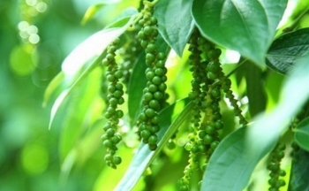 Nguồn cung trong nước hạn hẹp, Việt Nam tăng cường nhập khẩu hồ tiêu