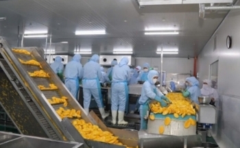 Tình hình xuất khẩu tỉnh Lâm Đồng năm 2024: Mặc dù tăng trưởng nhưng còn thách thức