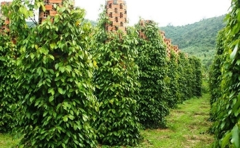 Sản lượng giảm, giá hồ tiêu có tăng trở lại trong niên vụ mới?