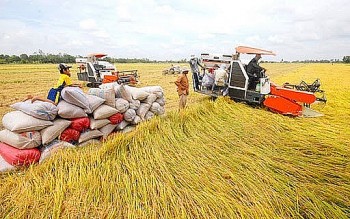 Giá lúa gạo hôm nay ngày 17/11: Biến động trái chiều, tăng giảm nhẹ trong tuần qua