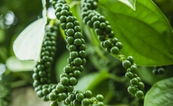 Áp lực từ nhiều yếu tố, giá hồ tiêu biến động không ngừng