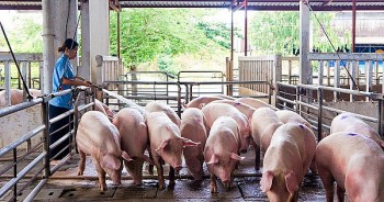 Giá heo hơi hôm nay 18/11/2024: Cả nước đồng loạt giữ giá phiên đầu tuần