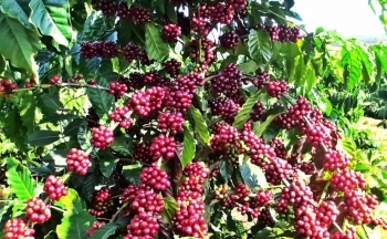 Cà phê Robusta đang tiến đến mốc 5.000 USD/tấn