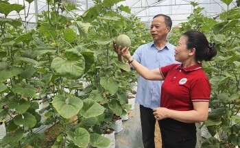 Quảng Ninh: Liên kết hợp tác xã, thúc đẩy kinh tế tập thể