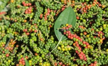 Nhu cầu thị trường tăng: Xuất khẩu hồ tiêu khởi sắc