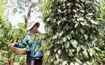 Tín hiệu tích cực cho xuất khẩu hồ tiêu Việt Nam