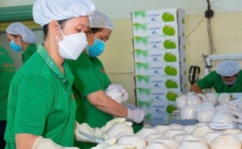 Xuất khẩu dừa sang Trung Quốc: Tiềm năng rộng mở