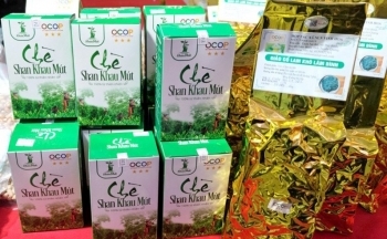 Tuyên Quang: Chè Shan Khau Mút Thổ Bình được cấp chứng nhận hữu cơ