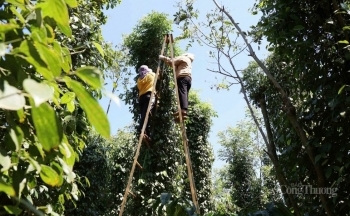 Đà tăng của giá hồ tiêu vẫn còn nhiều cơ hội?