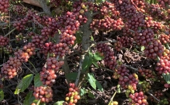 Cà phê chín rộ, người dân ở Tây Nguyên hối hả vào vụ thu hoạch