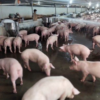 Giá heo hơi hôm nay 28/11/2024: Giá heo hơi duy trì ổn định ở cả ba miền