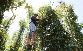 Nhiều cơ hội cho hồ tiêu Việt vào thị trường Halal