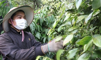 Hoa Kỳ tăng nhập khẩu hồ tiêu từ Việt Nam