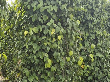 Dự báo giá tiêu ngày mai 1/12/2024: Tiếp tục tăng mạnh?