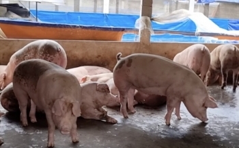 Giá heo hơi hôm nay 15/12/2024: Tiếp tục đi ngang trên cả nước