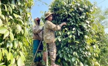 Xuất khẩu hồ tiêu cao kỷ lục, người trồng được hưởng lợi