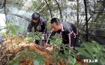 Sâm Lai Châu và ‘giấc mơ’ thương hiệu quốc gia