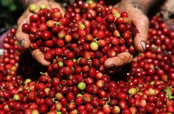 Thị trường hàng hóa hôm nay 3/12: Giá cà phê Robusta giảm sâu kỷ lục