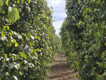 Dự báo giá tiêu ngày mai 4/12/2024: Bất ngờ quay đầu giảm chóng mặt?