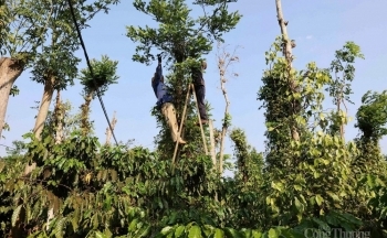 Giá hồ tiêu 'lao dốc', thị trường diễn biến ra sao thời gian tới?