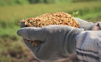 Xuất khẩu nông sản sang EU: Không phải lượng mà là chất