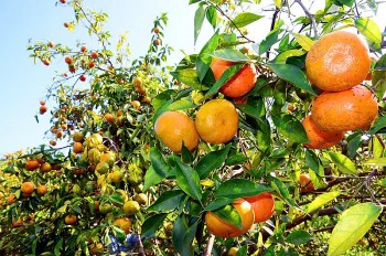 Quảng Ninh: Nâng tầm sản phẩm OCOP bằng khoa học công nghệ và tiềm năng thiên nhiên