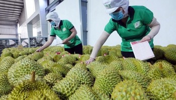 Kim ngạch xuất khẩu nông lâm thủy sản 11 tháng đạt 56,74 tỷ USD