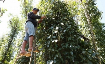 Giá tăng cao kỷ lục, xuất khẩu hồ tiêu vẫn đối mặt nhiều thách thức