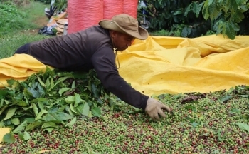 Giá cà phê tăng kỷ lục: Nguyên nhân chính do đâu?