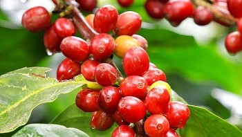Thị trường hàng hóa hôm nay 6/12: Giá cà phê tăng hai phiên liên tiếp