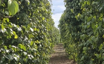 Giá hồ tiêu bật tăng trở lại, triển vọng tích cực cuối năm